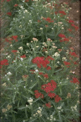 Gewoon duizendblad - Achillea millefolium 'Summerwine'