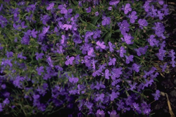 Tuinlobelia - Lobelia erinus 'Blue Moon'