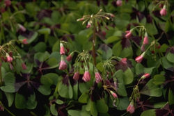 Oxalis tetraphylla 'Iron Cross'