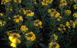 Steenraket - Erysimum 'Yellow Bird'