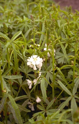 Griekse malva - Sidalcea candida