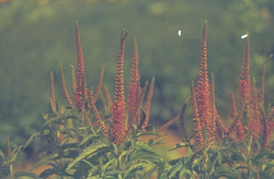 Aar ereprijs - Veronica spicata 'Barcarolle'