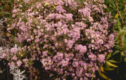 Aster ericoides 'Lovely'