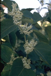 Japanse duizendknoop - 'Fallopia japonica'