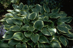 Hartlelie - Hosta 'Ellerbroek'