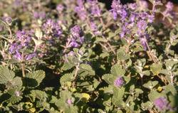 Kattenkruid - Nepeta racemosa 'Little Titch'