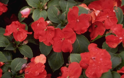 Vlijtig liesje - Impatiens walleriana 'Red'