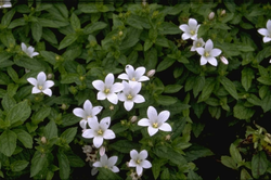 Klokje - Campanula lactiflora 'White Pouffe'