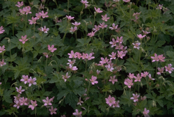 Ooievaarsbek - Geranium x oxonianum 'Southcombe Double'