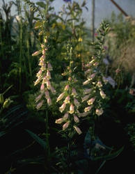 Vingerhoedskruid - Digitalis 'Elizabeth'