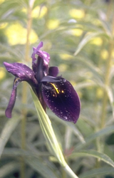 Iris chrysographes 'Black Form'