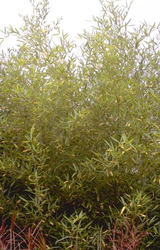 Hotei Bamboe - Phyllostachys aurea