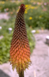 Vuurpijl - Kniphofia 'Earliest of All'