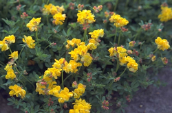 Gewone Rolklaver - Lotus corniculatus 'Pleniflorus'