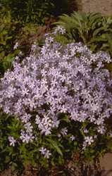 Voorjaarsvlambloem - Phlox divaricata 'Blue Dreams'