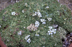 Gypsophila aretoides 'Caucasica'