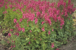 Griekse malva - Sidalcea oregana 'Brilliant'