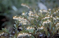 Chamaedaphne calyculata 'Nana'