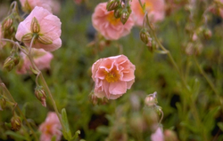 Zonneroosje - Helianthemum 'Pink Double'