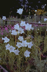 Campanula persicifolia 'Alba'