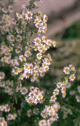 Aster falcatus 'White Heather'