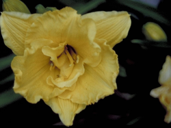 Daglelie - Hemerocallis 'Betty Woods'