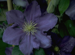 Clematis 'General Sikorski'