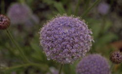 Trachymene coerulea