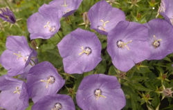 Karpatenklokje - Campanula carpatica 'Karpatenkrone'