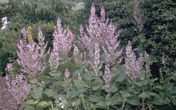 Scharlei - Salvia Sclarea