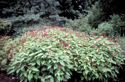 Duizendknoop Persicaria amplexicaulis 'Inverleith'