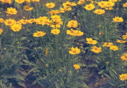 Meisjesogen - Coreopsis grandiflora 'Sonnenkind'