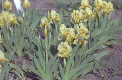 Iris 'Aurea'