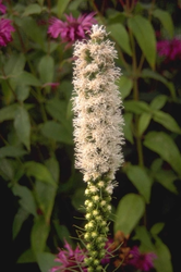 Liatris spicata 'Alba'