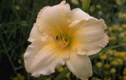 Daglelie - Hemerocallis 'Helle Berlinerin'