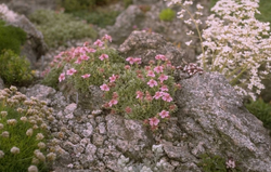 Ganzerik - Potentilla nitida