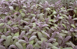 Salbei - Salvia officinalis 'Purpurascens