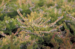 Strauchiges Heidekraut - Calluna vulgaris 'Boskoop