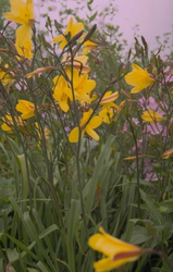 Daglelie - Hemerocallis 'Corky'