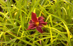 Daglelie - Hemerocallis 'American Revolution'