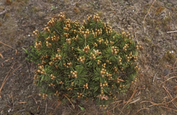 Pinus sylvestris 'Sandringham'