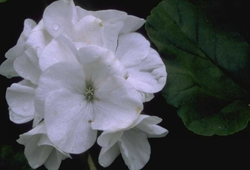 Geranium - Pelargonium Zonal Group