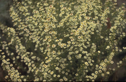 Aster Ericoides 'Golden Spray'