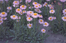 Zomeraster - Aster Tongolensis 'Wartburgstern'