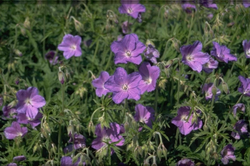 Ooievaarsbek - Geranium 'Spinners'