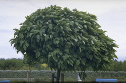 Trompetenbaum - Catalpa bignonioides 'Nana