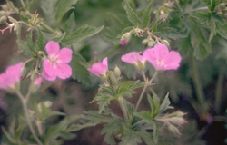 Ooievaarsbek - Geranium x oxonianum 'Claridge Druce'