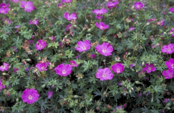 Bloedooievaarsbek - Geranium sanguineum 'Sheppard's Warning'