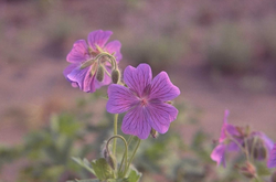 Ooievaarsbek - Geranium eriostemon