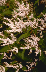 Duizendknoop Persicaria polymorpha